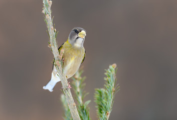 Female Evening Grosbeak in Winter, Portrait