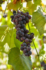 Red grape cluster with leaves