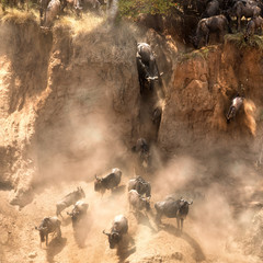 Wildebeest jump from the banks of the Mara
