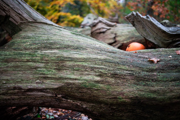 Haughmond Halloween 2