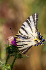 Fototapeta na wymiar Close-up of a June Scarce swallowtail, Iphiclides podalirius butterfly on a Milk thistle or Silybum marianum flowerhead, natural blurred background