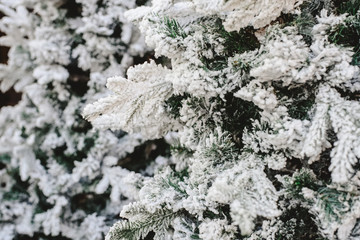 Snowy spruce branches with fake snow to decorate house in winter.