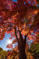 差し込む太陽と紅葉　縦構図