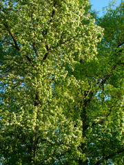 Blossoming apple tree in the spring park - 242863184