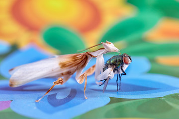 praying mantis. adult male orchid mantis.