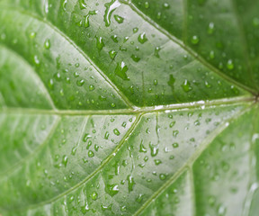 close up of large green leaf with water drops