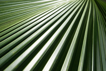 abstract close up of palm tree leaf