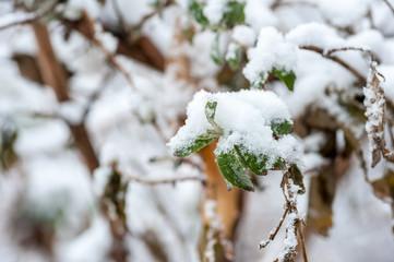 Frozen plants. Snow on the green and yellow plants in the cold winter season nature background 