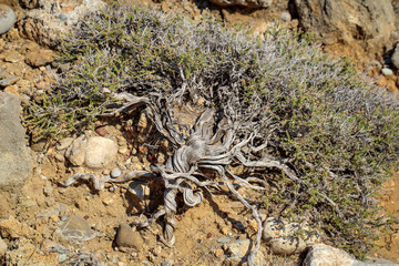 karge stachelige Vegetation