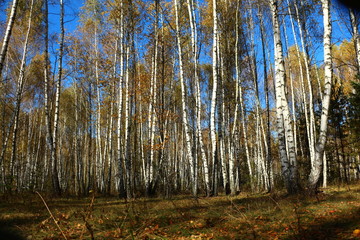 Obraz premium Birch grove.