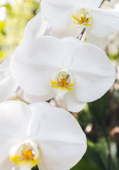 White Orchids on Display at a Garden
