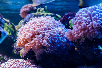 Naklejka na ściany i meble coral macro Plerogyra sinuosa