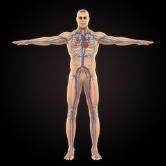 Obraz premium Human Circulatory System Illustration