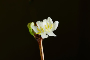 Winter Honeysuckle