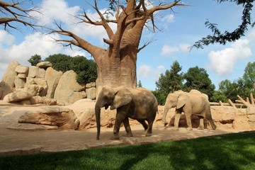elephant, animal, mammal, wildlife, baobab, nature, trunk, wild, baby, big, valencia, elephants,...