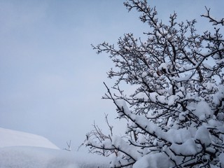 Fototapeta na wymiar tree in winter and blue sky