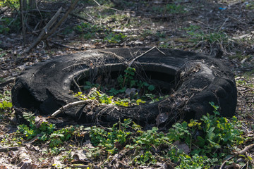Discarded car tire in the forest. Concept of pollution by garbage ecology, destruction of nature.