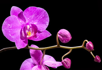 beautiful purple Phalaenopsis orchid flowers, isolated on black background