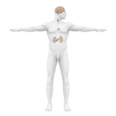 Human Endocrine System Illustration