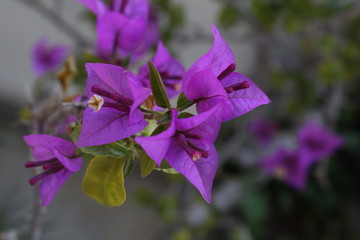 macro flores bonitas