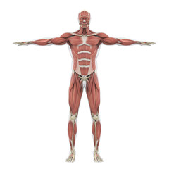 Human Muscular System Illustration
