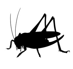 Silhouette of grasshopper. Hand drawn style design illustrations