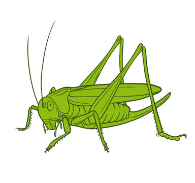 Grasshopper  of white background, graphic