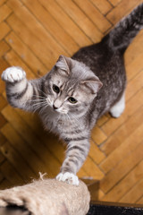 Cute cat playfully sharpening his sharp claws on the wooden beam wrapped in rope. Close-up.
