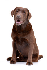 Studio shot of an adorable Labrador retriever