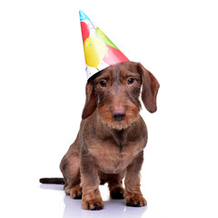 A cute Dachshund puppy with a funny paper hat