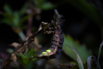 großer leuchtkäfer