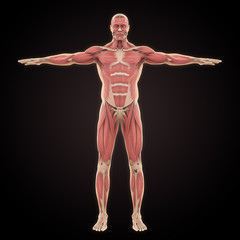 Obraz premium Human Muscular System Illustration
