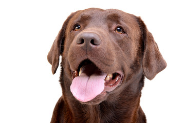 Portrait of an adorable Labrador retriever