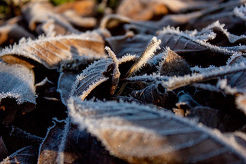 Background of brown frozen leaves covered with hoarfrost. The first frost. Macro.