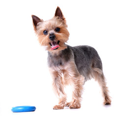 A cute Yorkshire Terrier with a blue rubber ring