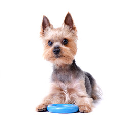 A cute Yorkshire Terrier with a blue rubber ring