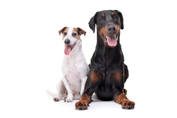 Studio shot of an adorable Jack Russell Terrier and a Dobermann