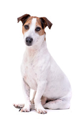 Studio shot of an adorable Jack Russell Terrier