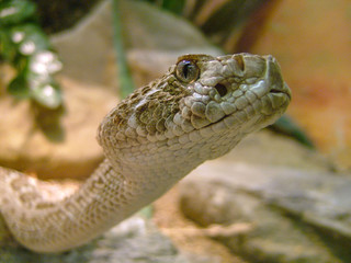 closeup of a snake