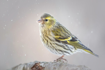 Erlenzeisig,Carduelis spinus, Vogelart,Carduelinae