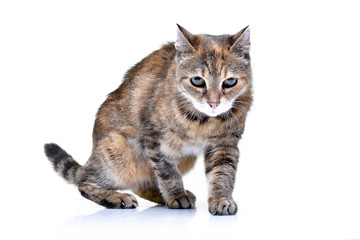 Studio shot of an adorable tabby cat