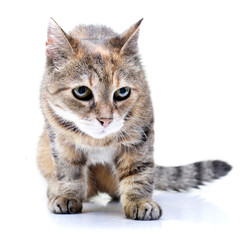 Studio shot of an adorable tabby cat