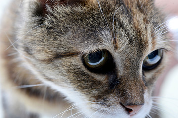 Portrait of an adorable tabby cat