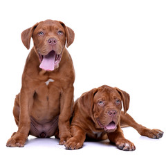 Studio shot of two adorable Dogue de Bordeaux