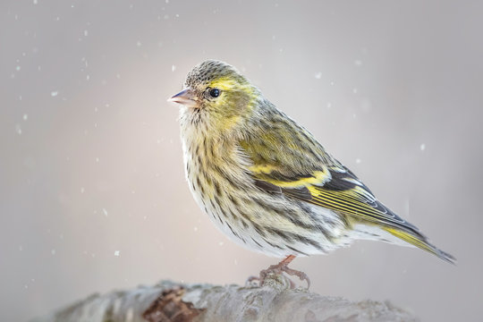 Erlenzeisig,Carduelis spinus, Vogelart,Carduelinae
