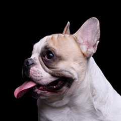 Fototapeta premium Portrait of an adorable French bulldog