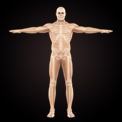 Human Skeletal System Illustration