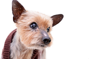 Portrait of a blind Yorkshire terrier