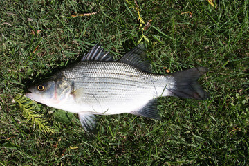 Closeup of a Whie Bass