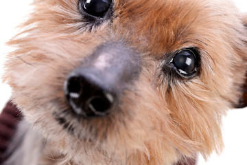 Portrait of a blind Yorkshire terrier